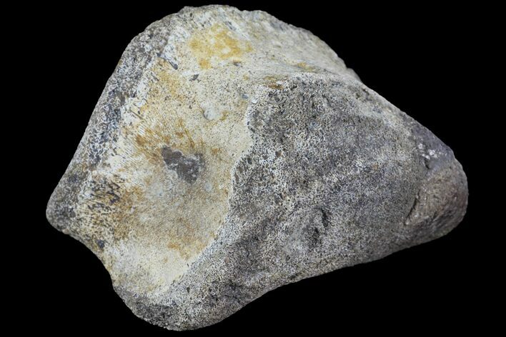 Hadrosaur Foot Bone - Alberta (Disposition #-) #100562